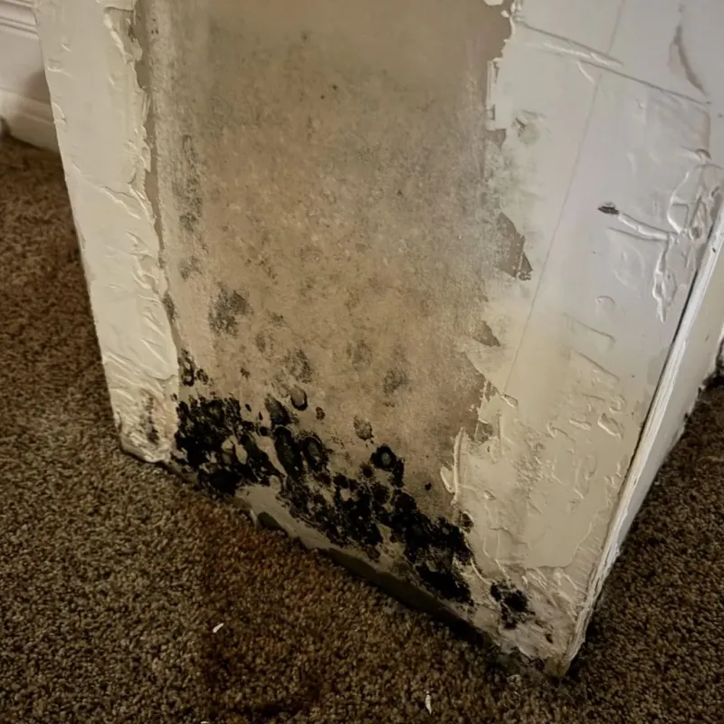 Professional Mold Removal in Avery Creek, NC